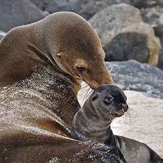Galapagos - San Cristobal - Playa Mann - Sea lion nursing her cub